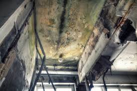 Best Forensic Mold Investigation in Haworth, NJ